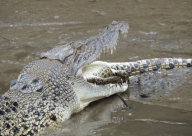 فيديو: تمساح يأكل تمساحا آخر من نوعه