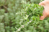  بعد عشرات السنوات - سلطة الطبيعة والحدائق ستسمح بقطف الزعتر والميرامية 