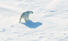القطب الشمالي يشهد أسخن 5 سنوات في تاريخه