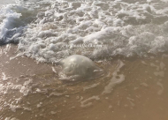  قناديل البحر تغزو شواطئ البلاد - كيف نُخفف من أعراض لسعاتها ؟