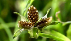 بالفيديو: نباتات تفجر نفسها مثل الألعاب النارية