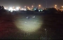 فيديو: ظهور عدد من الثعالب البرية "ابن اوى" داخل مقبرة طاسو