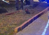 بدعوى الإزعاج ... البلدية تُنفذ حملة لجمع دجاجات الحارات برفقة الشرطة في يافا