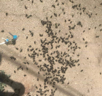  انتشار أعداد كبيرة من الخنافس السوداء في يافا ،اللد والرملة ووزارة البيئة تُطمئن