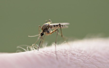 العثور على حشرات حمى النيل الغربي في جميع أنحاء البلاد