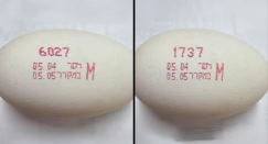 التحذير من استهلاك بيض قد يحتوي على بكتيريا السالمونيلا 