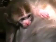  فيديو: قرد صغير ماتت امه .. فانظروا ماذا يفعل ! 