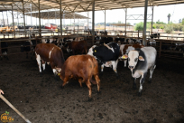 كيف توزع الأضاحي ؟