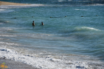 اليوم: افتتاح موسم السباحة رسمياً على شواطئ يافا 