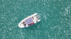 قناديل البحر تغزو الشواطئ من جديد: تحذيرات وتعليمات طبية مهمة