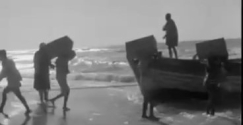 أيام نكبة| فيديو نادر يوثق شحن صناديق البرتقال من شاطئ العجمي في يافا عام 1948