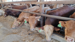 جنون الأسعار .. ارتفاع قياسي في أسعار الأضاحي لهذا العام 