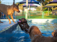 يافا: استياء بعد تخصيص بركة "نفي جولان" يوم لنقاهة الكلاب..!