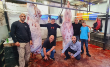 فيديو: جمعيّة يافا تذبح عجلين استعداداً لتوزيع لحومهما ضمن مشروع إحياء سنة العقائق والصدقات