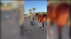 الشرطة تعثر على حصان مسروق في إسطبل بمركز البلاد وتعيده لمالكه