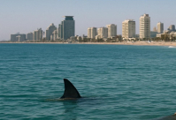 إغلاق شواطئ يافا بعد ظهور سمكة قرش
