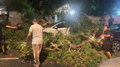 سقوط شجرة في يافا يتسبب بأضرار جسيمة للمركبات دون إصابات