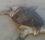 العثور على سلحفاة بحرية نافقة قبالة سواحل يافا