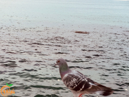 شاهد: صور مميّزة لمدينة يافا وبحرها