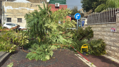 سقوط عدد من الأشجار في يافا بسبب الرياح العاتية 