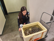 ضبط عشرات الأسماك الخطيرة بمنزل في مركز البلاد