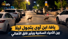 يافا: ابن آوى يتجوّل ليلًا بين الأحياء السكنية ويثير قلق الأهالي