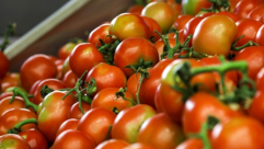 أول مرة منذ بداية الحرب .. وقف استيراد البندورة وتسجيل انخفاض على أسعارها 