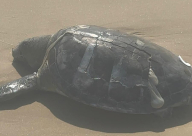 العثور على سلحفاة بحرية نافقة على شاطئ العجمي في يافا