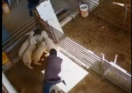 بالفيديو :مستوطنون يعذبون الحيوانات ويقتلونها خلال هجوم على حظيرة، قرب بلدة السموع جنوب الخليل