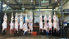 يافا: جمعية يافا للاغاثة الانسانية عنوانكم لإحياء سنة العقائق والنذور 