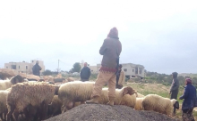 اعتداءات متصاعدة للمستوطنين في مسافر يطا