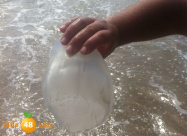 أسراب من قناديل البحر تستعد لاجتياح شواطئ البلاد خلال الأيام المقبلة