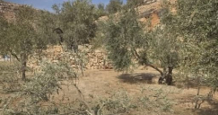 مستوطنون يحرقون عشرات أشجار الزيتون جنوب نابلس 	