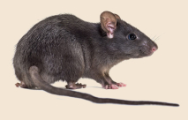 يافا:لمكافحة الجرذان والتبليغ عبر تطبيق 106+