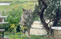 العثور على ابن آوى مصاب بداء الكلب في الشمال وتحذيرات على خلفية انتشاره في يافا