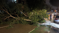 الرياح العاتية تتسبب بسقوط شجرة في شارع يهودا هيميت بيافا